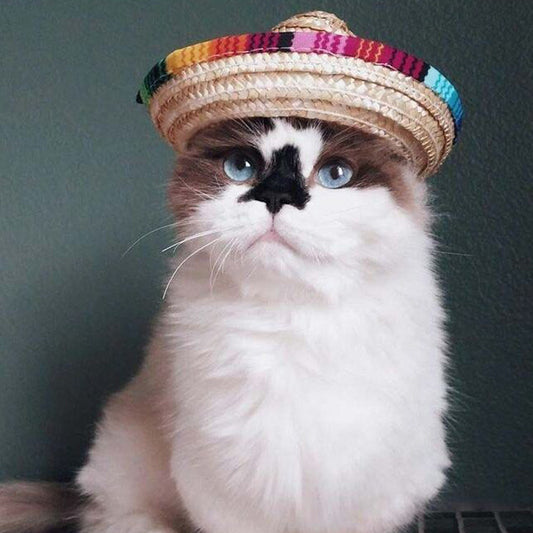 Mini Fiesta Cat Straw Hat